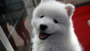 Ame seu cachorrinho